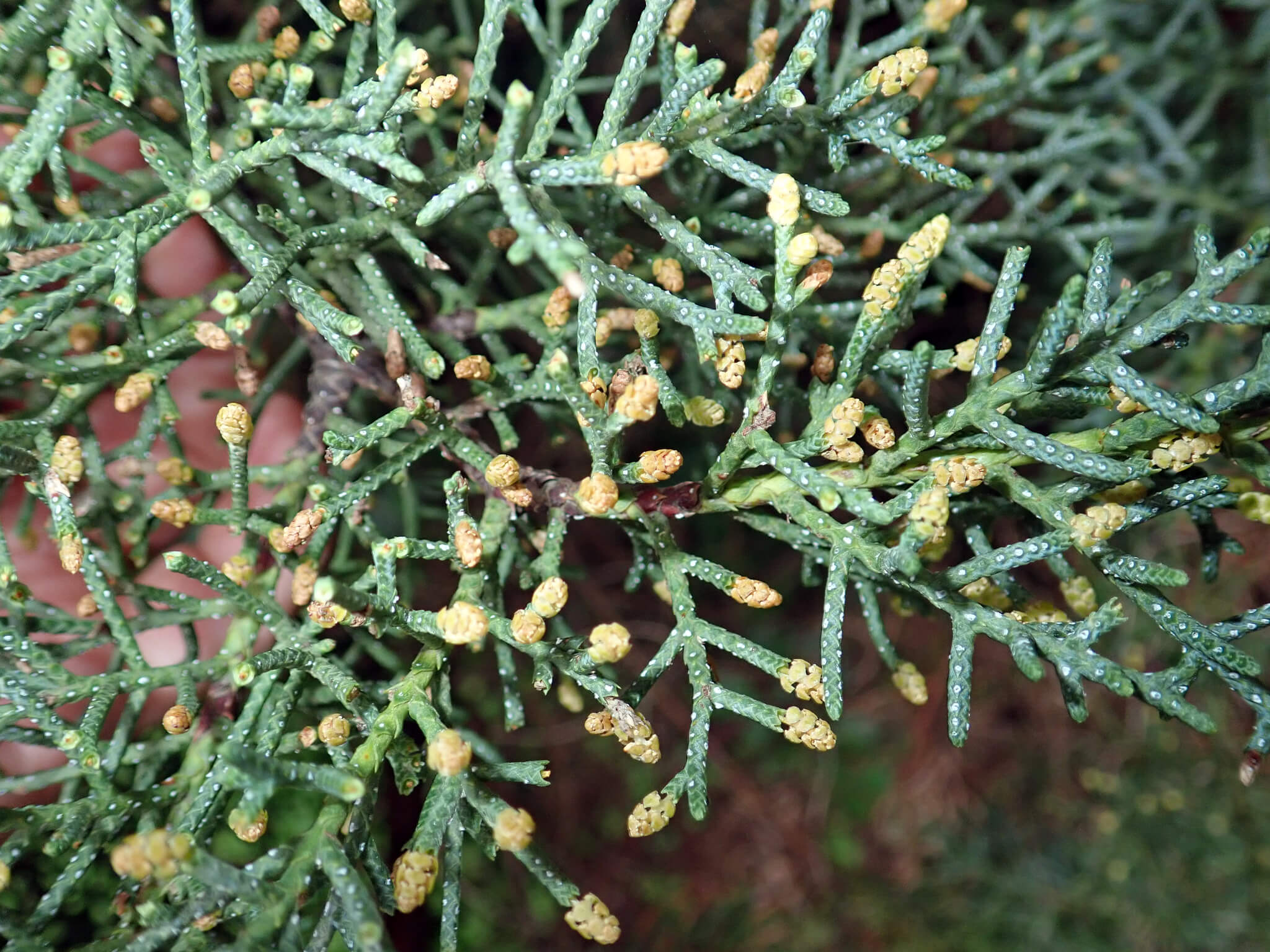 Cupressus arizonica